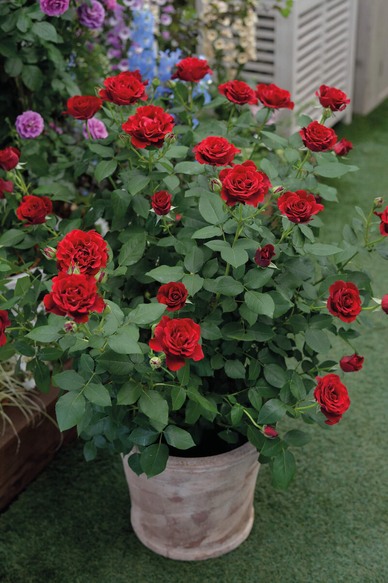 Rosa 'Hommage a Barbara'