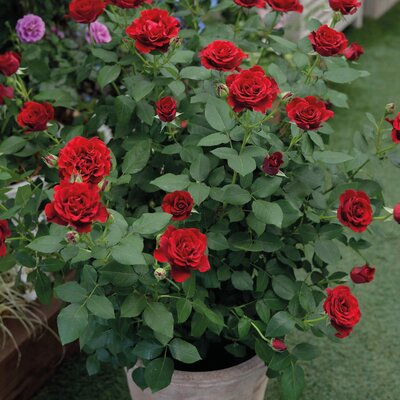 Rosa 'Hommage a Barbara'
