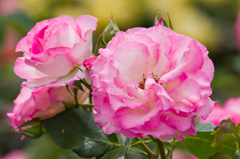 Rosa 'Bordüre Rose'