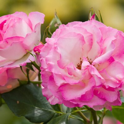 Rosa 'Bordüre Rose'