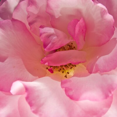 Rosa 'Bordüre Rose'