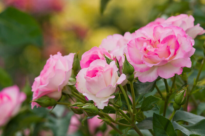Rosa 'Bordüre Rose'