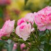 Rosa 'Bordüre Rose'