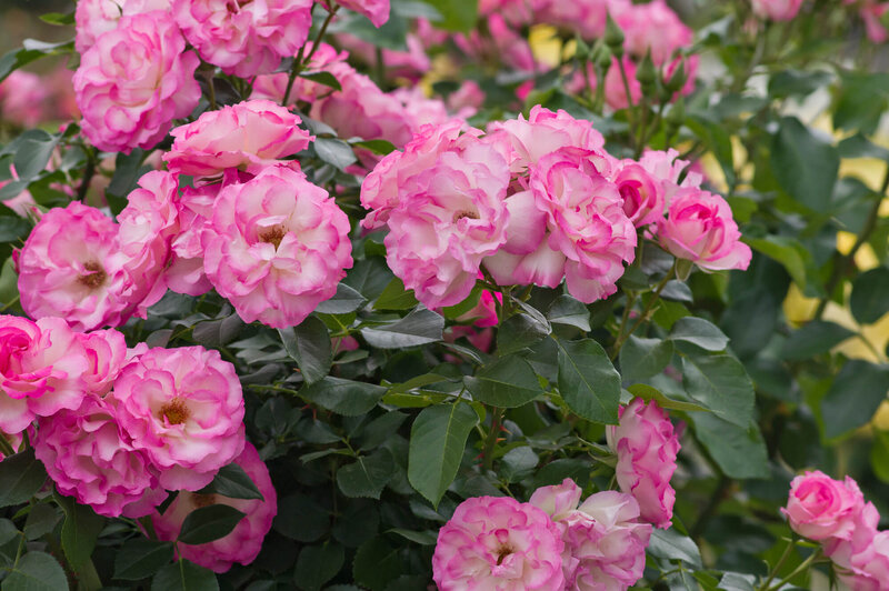 Rosa 'Bordüre Rose'
