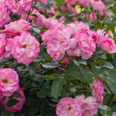 Rosa 'Bordüre Rose'