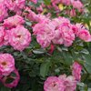 Rosa 'Bordüre Rose'