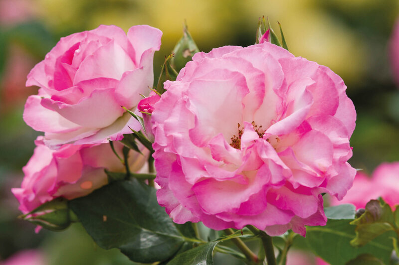 Rosa 'Bordüre Rose'