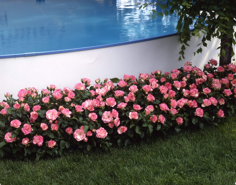 Rosa 'Bordüre Rose'