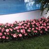 Rosa 'Bordüre Rose'