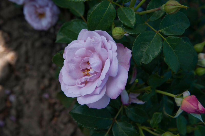 Rosa 'Lady Perfume'