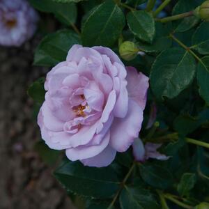 Rosa 'Lady Perfume'