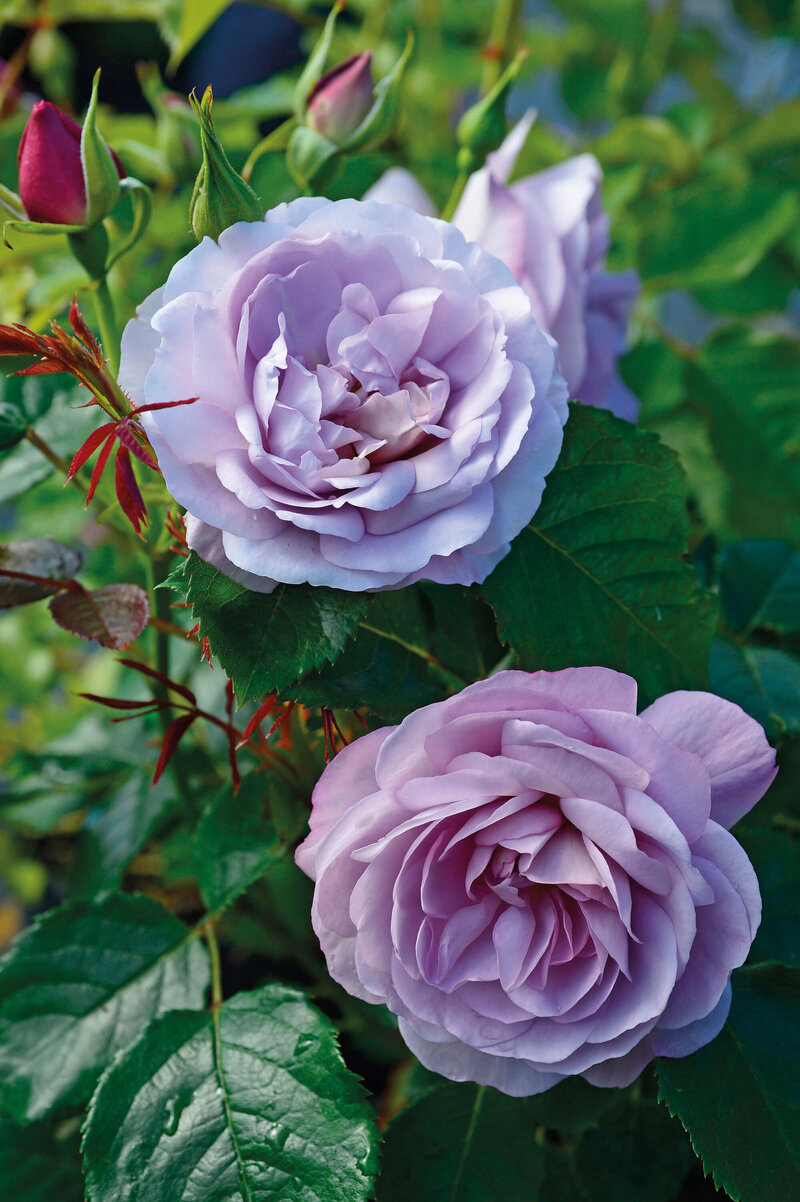 Rosa 'Lady Perfume'