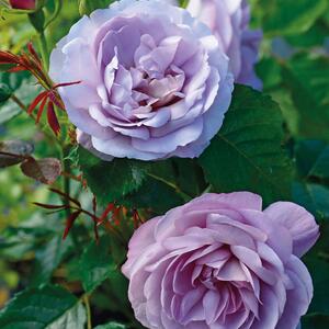 Rosa 'Lady Perfume'
