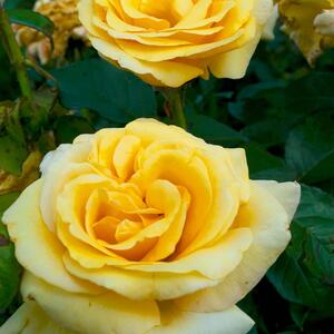 Rosa Glorius