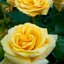 Rosa Glorius