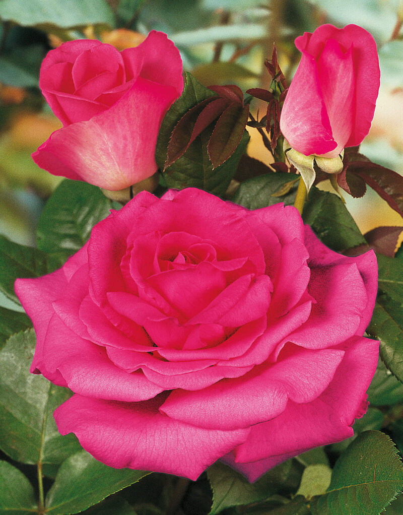 Rosa 'Luzia Nistler'