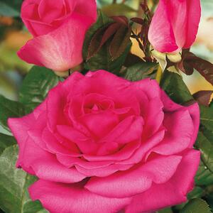 Rosa 'Luzia Nistler'