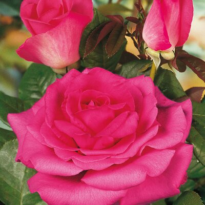 Rosa 'Luzia Nistler'