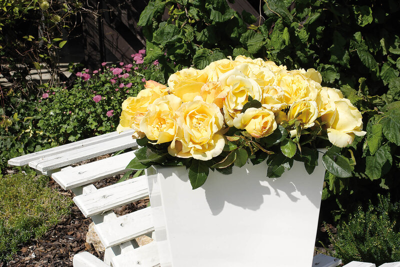 Rosa Glorius