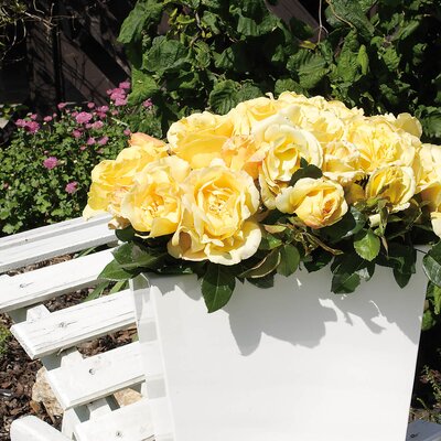 Rosa Glorius