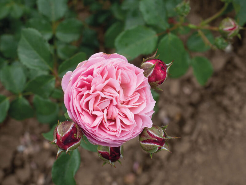 Rosa Matilda