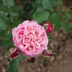 Rosa Matilda
