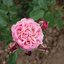 Rosa Matilda