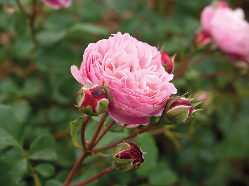 Rosa Matilda