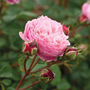 Rosa Matilda