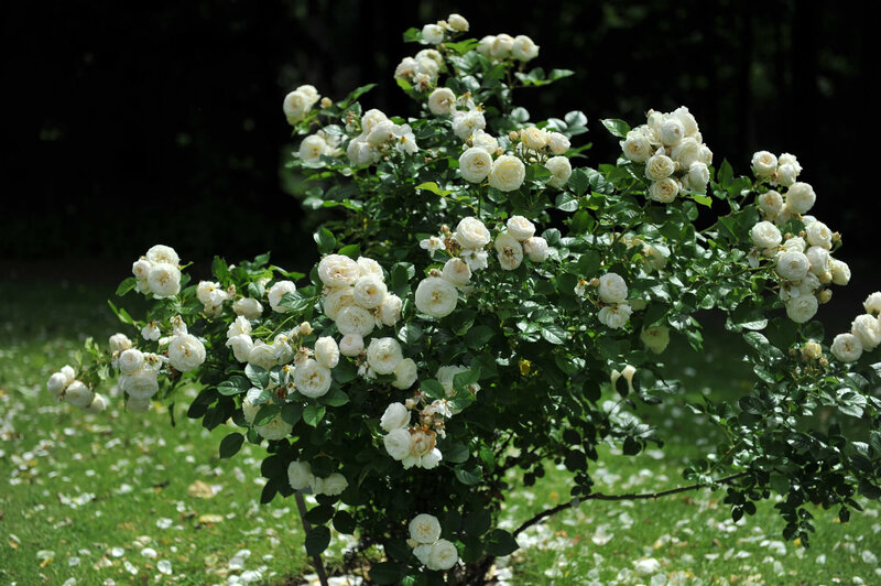 Rosa 'Artemis®'