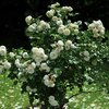 Rosa 'Artemis®'
