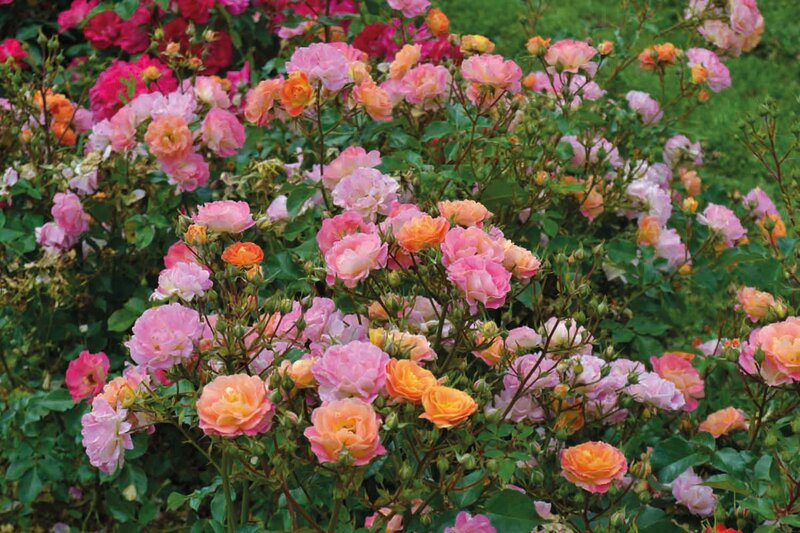 Rosa 'Bordüre Camaieu'®