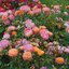Rosa 'Bordüre Camaieu'®