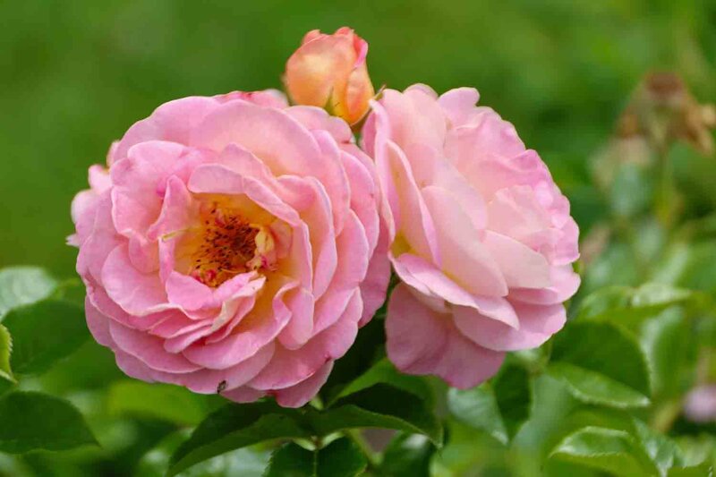 Rosa 'Dornburger Schlossrose'®