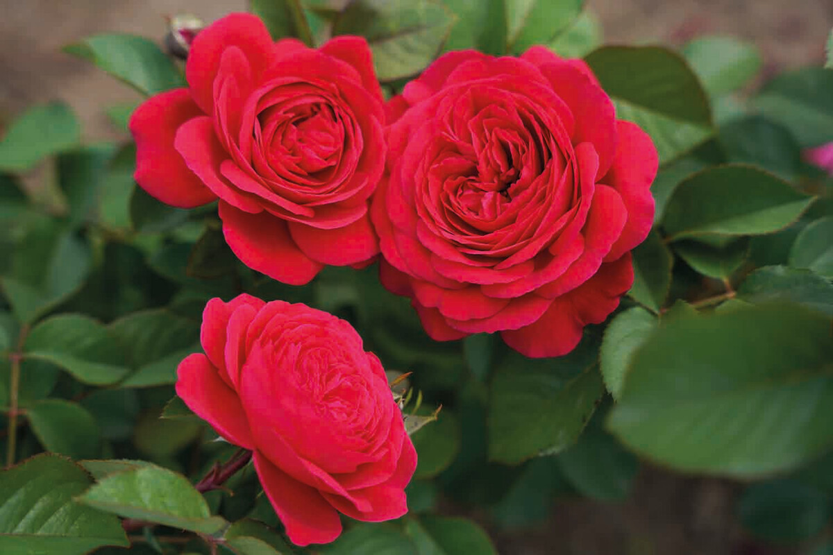 Rosa 'André Rieu'™ | STARKL