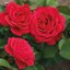 Rosa 'André Rieu'™