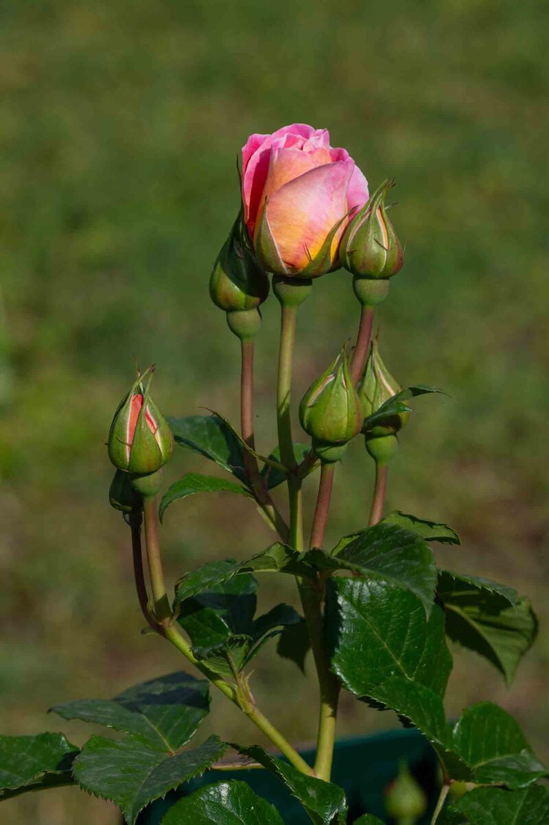 Rosa 'Dornburger Schlossrose'®