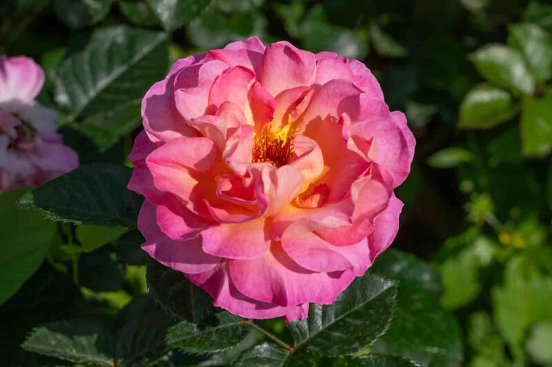 Rosa 'Dornburger Schlossrose'®