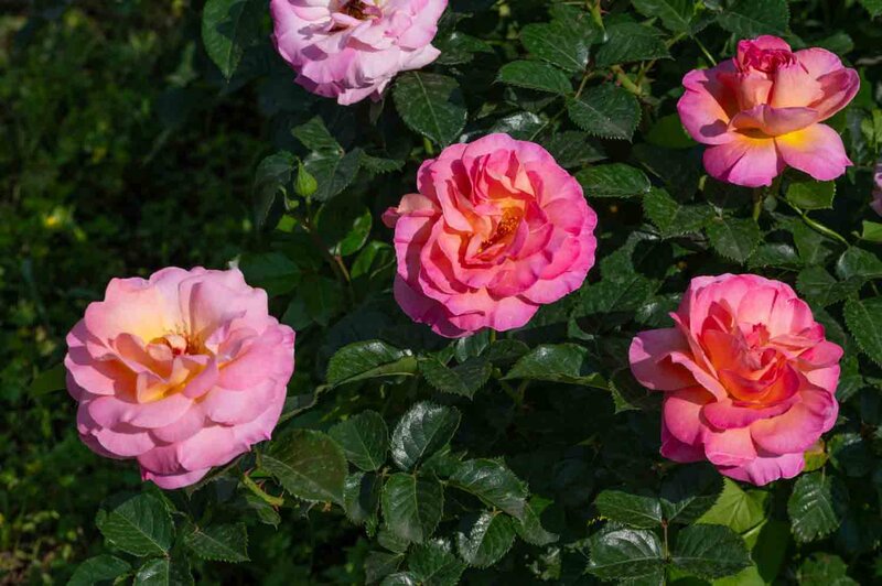 Rosa 'Dornburger Schlossrose'®