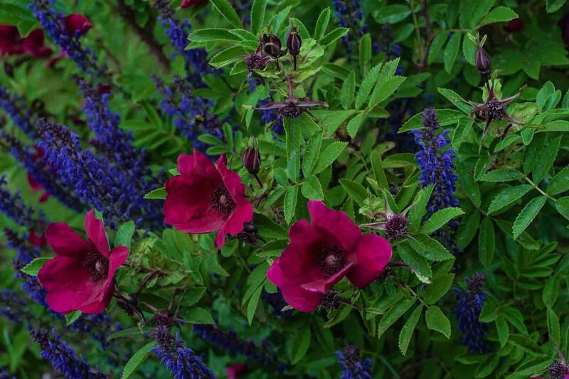 Rosa Strandperle® Norderney 'Duftwolke'