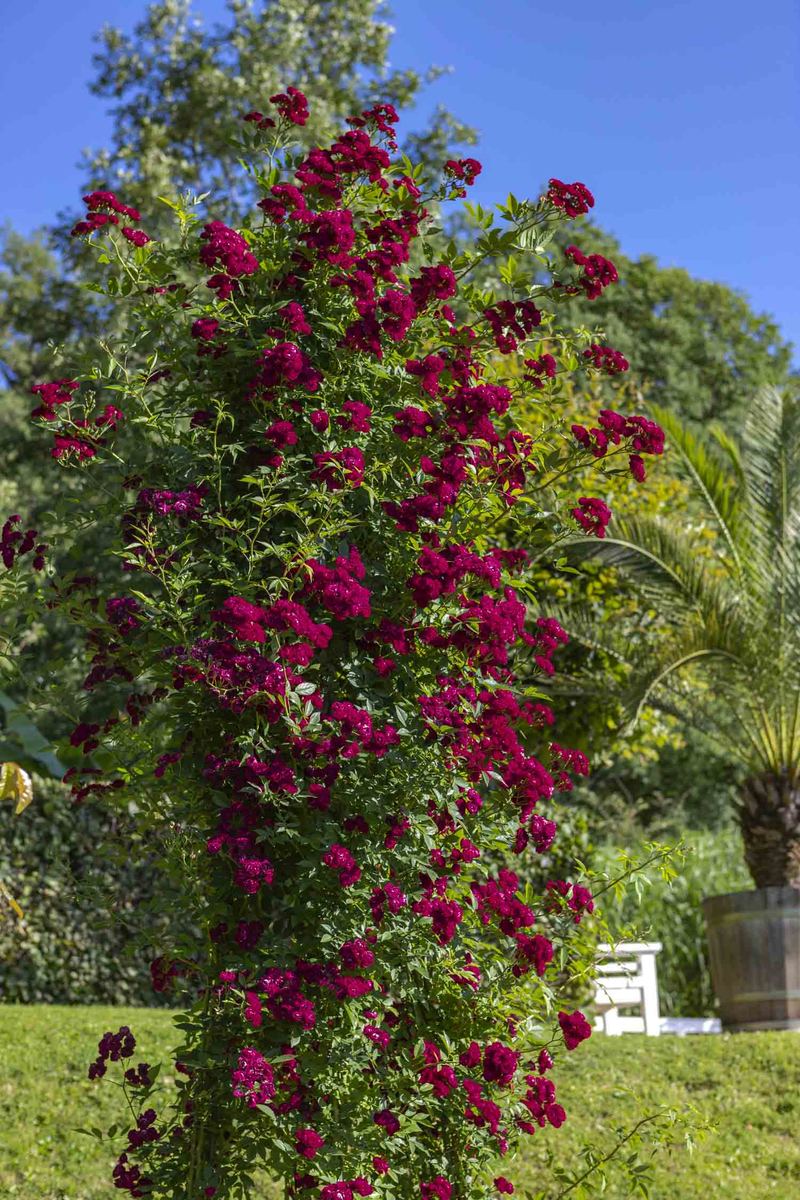 Rosa 'Perennial Domino'®