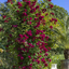 Rosa 'Perennial Domino'®