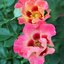Rosa 'Sunshine Babylon Eyes'®