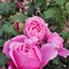 Edelrose 'Soeur Emmanuelle'® 