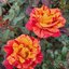 Rosa 'Valentina Freska'®