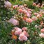 Rosa 'Cubana'®