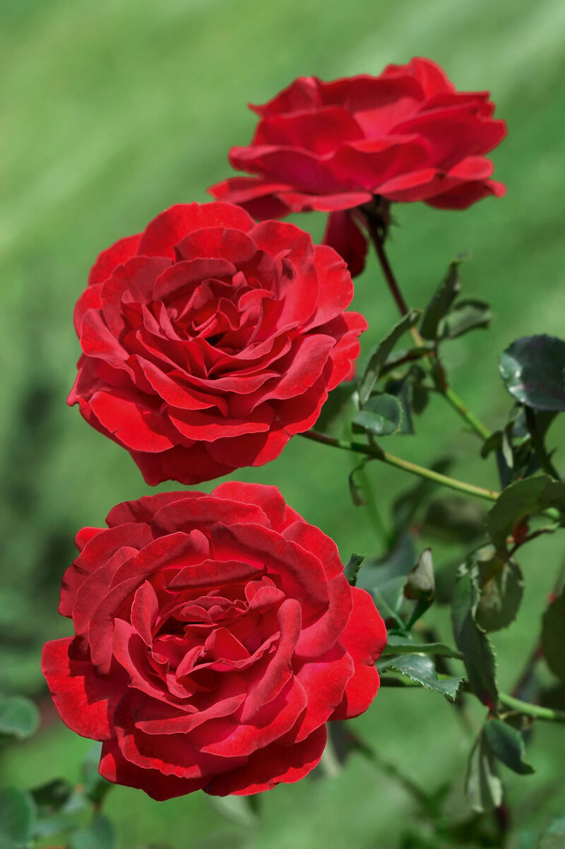 Rosa 'Anna Rosita'