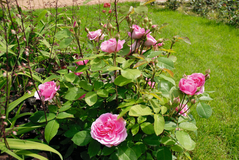 Rosa 'Berleburg®'