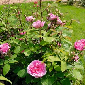 Rosa 'Berleburg®'