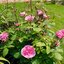 Rosa 'Berleburg®'